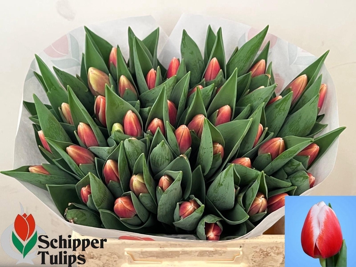 <h4>TU EN OUTFIT</h4>