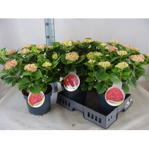 Hydrangea mac.   ...