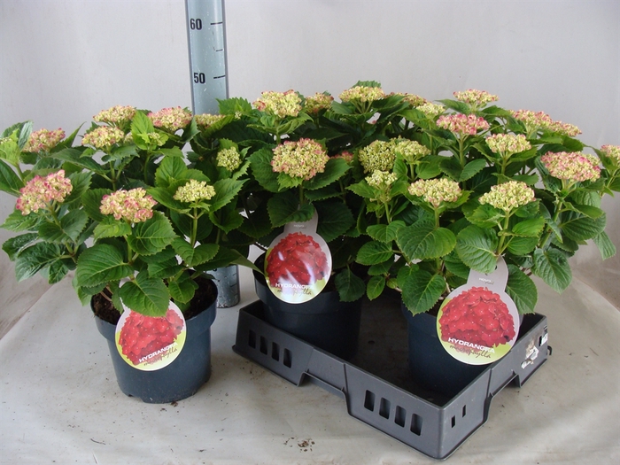 <h4>Hydrangea mac.   ...</h4>