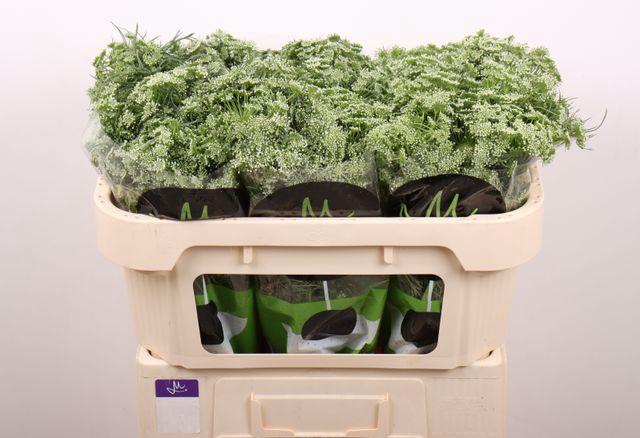 <h4>AMMI VIS CASABLANCA</h4>