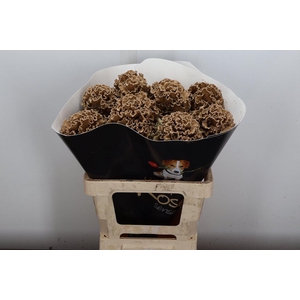 Brassica (fr) Wx Caramel