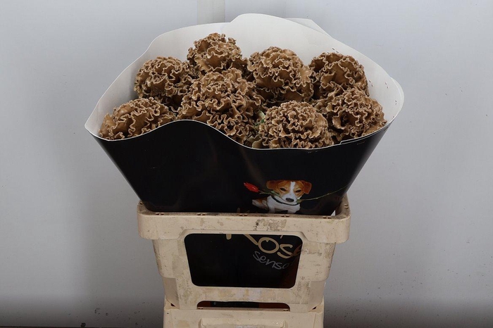 <h4>Brassica (fr) Wx Caramel</h4>