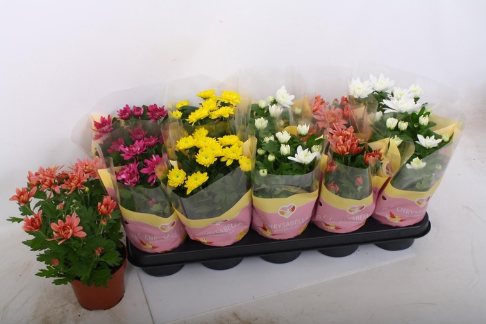 <h4>CHRYS GEVULDBL GEM</h4>