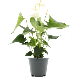 Anthurium Cocos in transparant sleeve