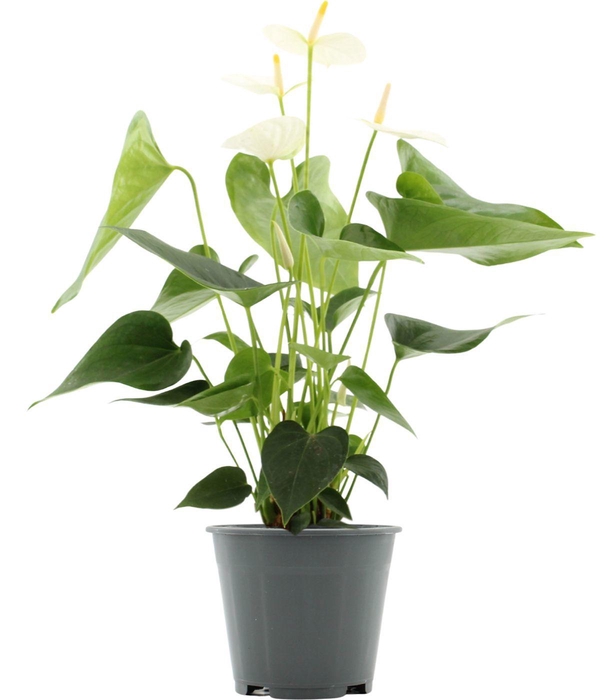 <h4>Anthurium Cocos in transparant sleeve</h4>