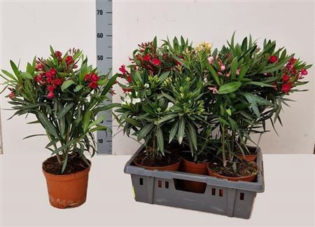 <h4>Nerium Oleander Gem</h4>