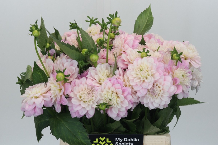 <h4>Dahlia Pink Delight</h4>