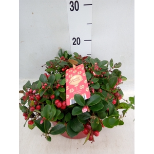 Gaultheria proc. 'Big Berry'