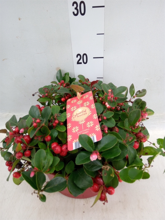 <h4>Gaultheria proc. 'Big Berry'</h4>