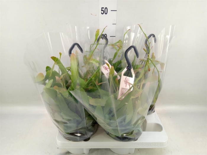 <h4>Rhipsalis   ...</h4>