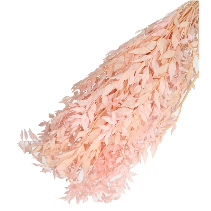 <h4>Dried flowers Ruscus 65cm 110g</h4>