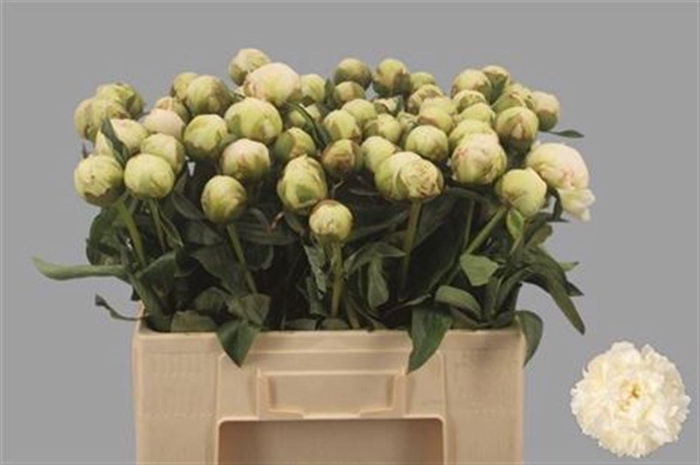 <h4>PAEO L BOWL OF CREAM</h4>