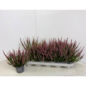 CALLU CAL NOVA KAROT