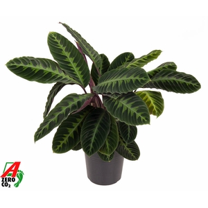 Calathea Warscewiczii