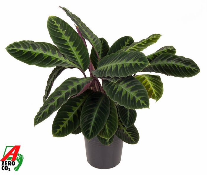 <h4>Calathea Warscewiczii</h4>