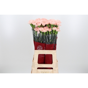Di St Novia Peach