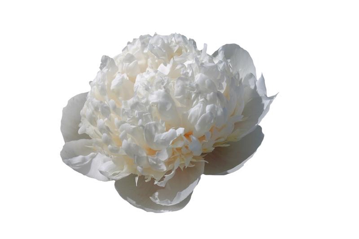 Paeonia Colonel Owen Cousins