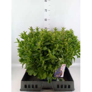 Campanula medium 'Appeal Deep Blue'