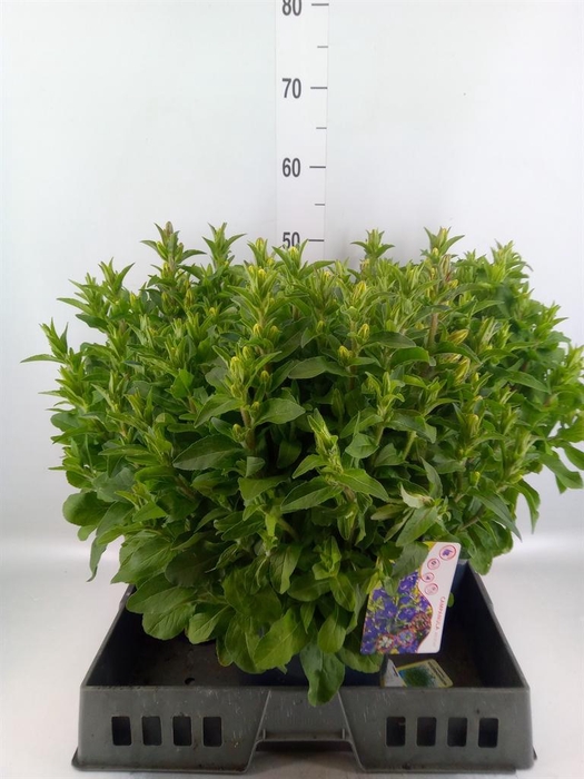 <h4>Campanula medium 'Appeal Deep Blue'</h4>