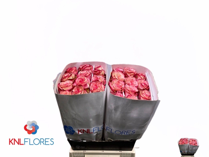 <h4>R GR PALOMA</h4>