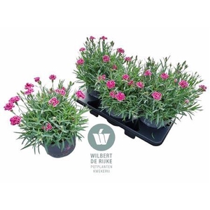 Dianthus Strawberry Eyes