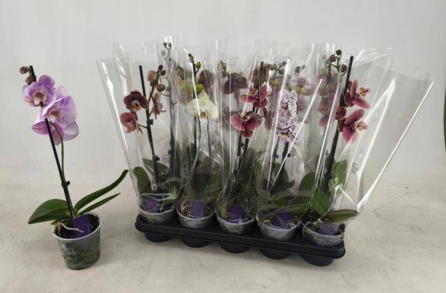 <h4>PHAL GEM</h4>