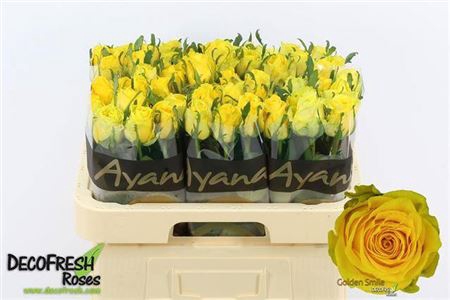 <h4>Rosa a grande fleur Golden Smile</h4>