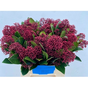 Skimmia spray red