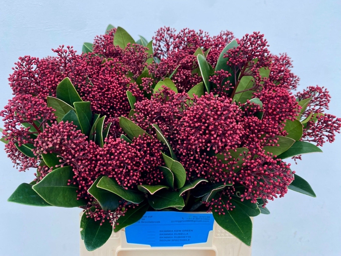 <h4>Skimmia spray red</h4>