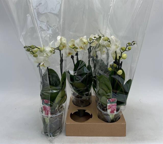 <h4>PHAL OV WIT</h4>