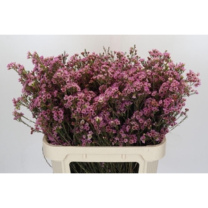 Chamelaucium Painted Lady