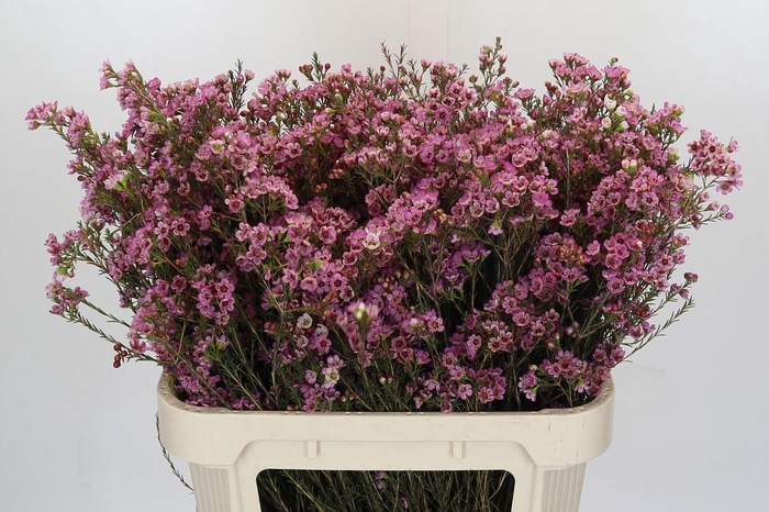 <h4>Chamelaucium Painted Lady</h4>