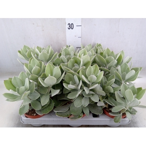 Senecio   ...