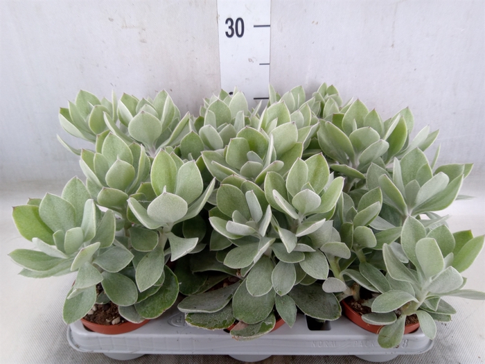 <h4>Senecio   ...</h4>
