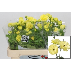 RAN BUTTERFLY HELIOS