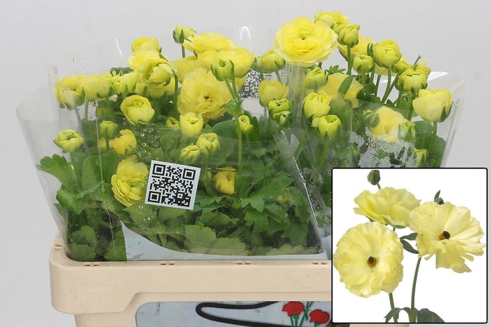 <h4>RAN BUTTERFLY HELIOS</h4>