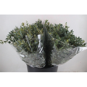 Euca Parvifolia Short 150gr P Bunch