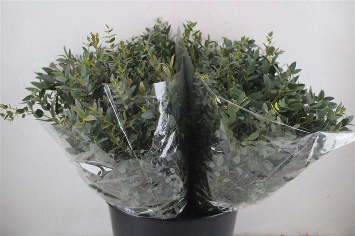 <h4>Euca Parvifolia Short 150gr P Bunch</h4>