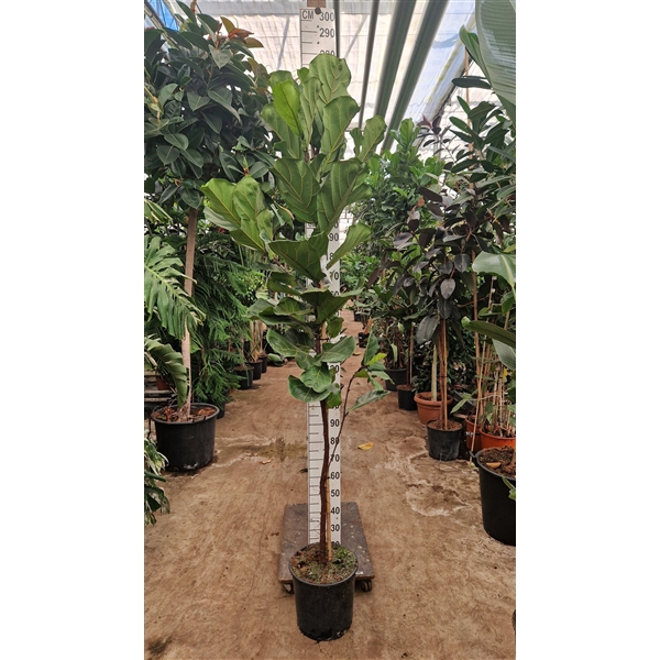 <h4>Ficus lyrata</h4>