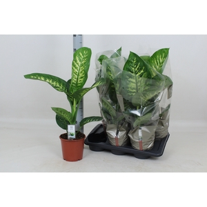 DIEFF SE TROPIC SNOW