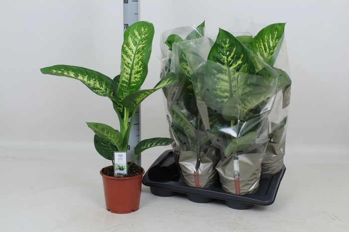 <h4>DIEFF SE TROPIC SNOW</h4>