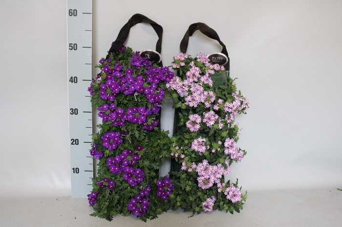 Wandhangers 1 jarig Perkgoedmix diverse mixen