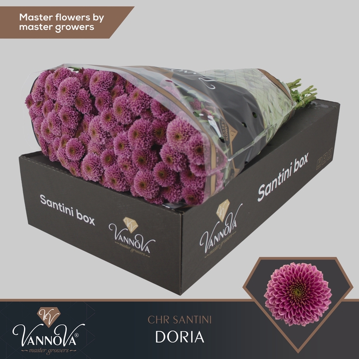 <h4>Chrysanten Chr S Doria</h4>