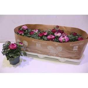 arr8 Ranun Sprink Violet Bicolor