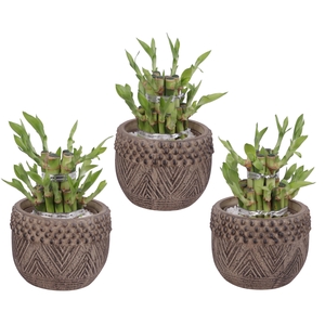Lucky Bamboo Shape Round 2S Ø12cm Ceramic EV665