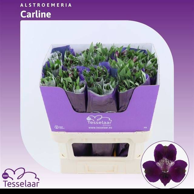 <h4>ALSTR CARLINE</h4>
