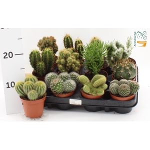 CACTUS GEM
