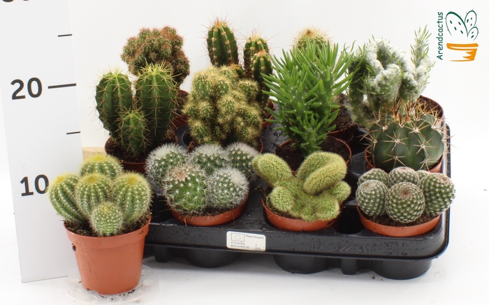 <h4>CACTUS GEM</h4>