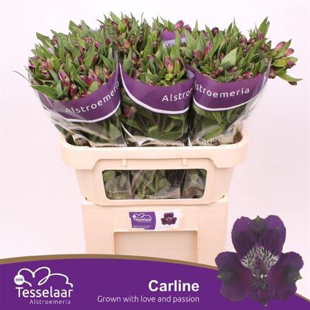 <h4>Alstr Carline</h4>