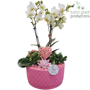 Arrangementen Phalaenopsis mt H%